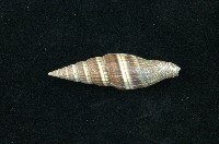 藏品(山蝸牛)的圖片